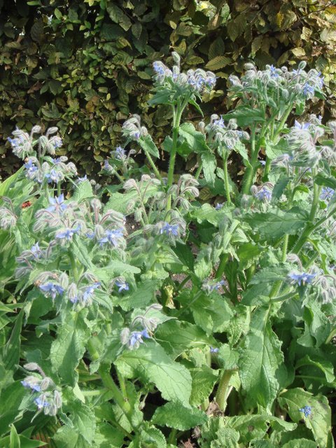 Borago officinalis